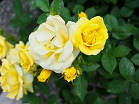 小川の予定